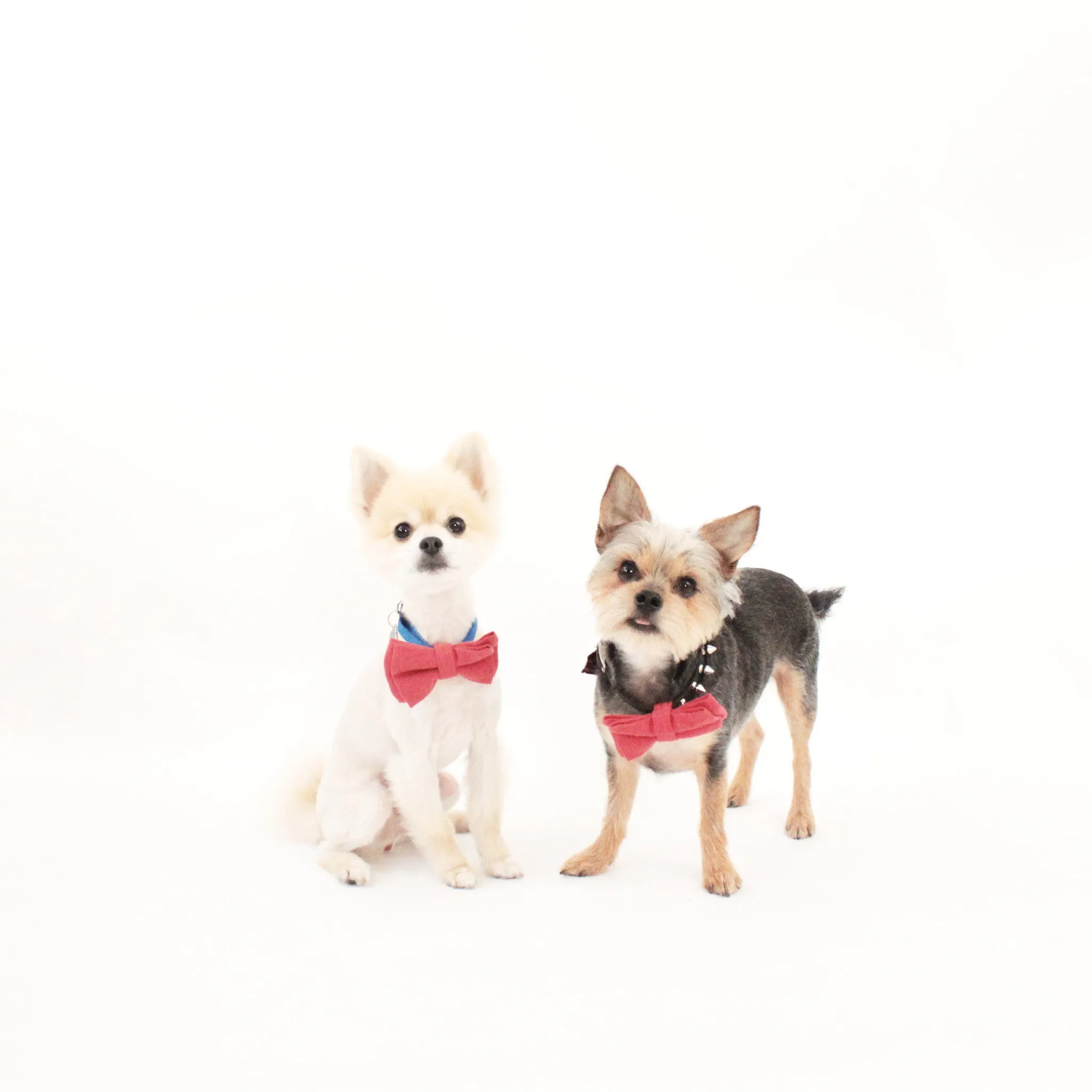 Kingston Dog Bow Tie Collar