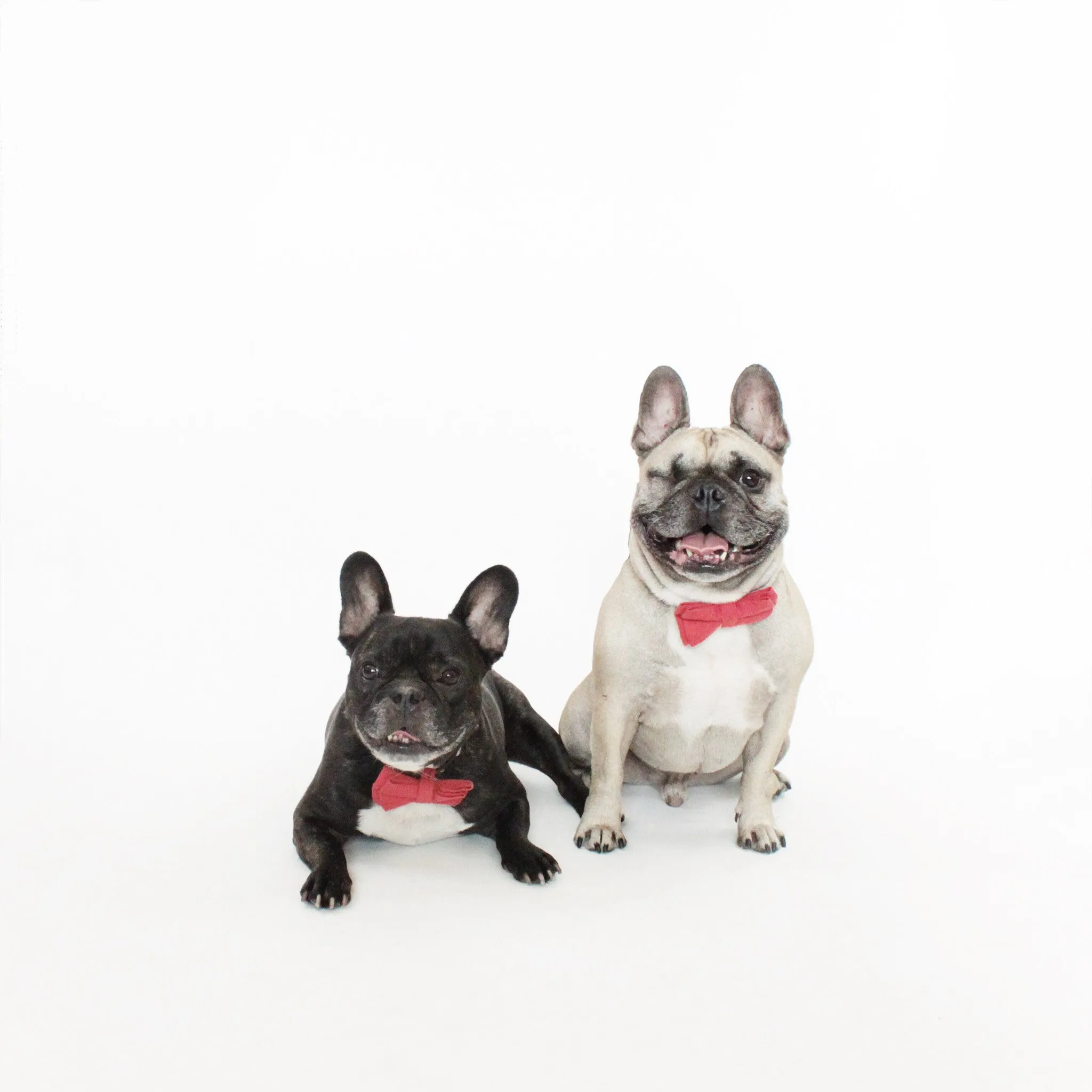 Kingston Dog Bow Tie Collar