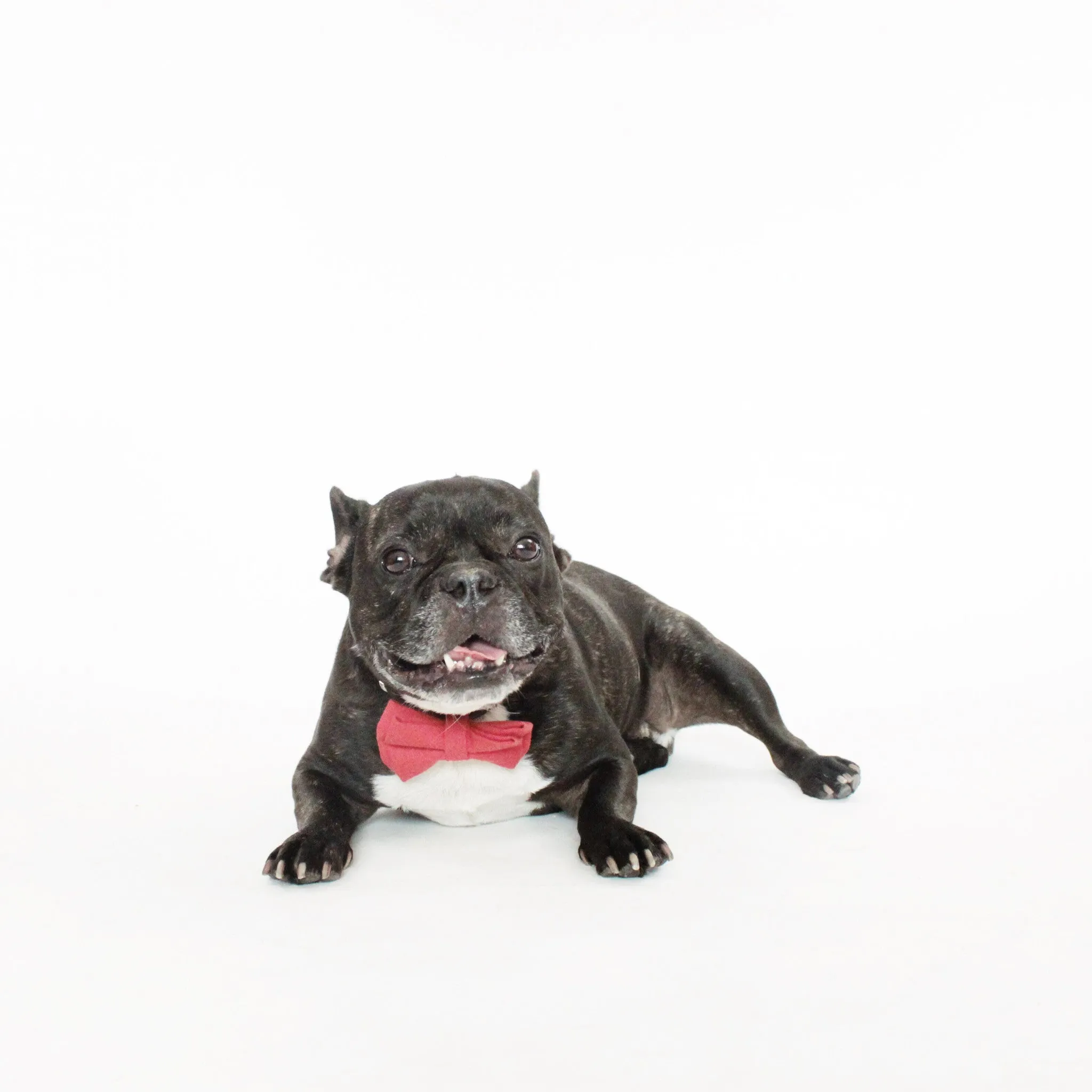 Kingston Dog Bow Tie Collar